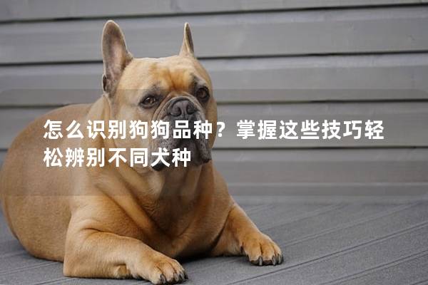 怎么識別狗狗品種？掌握這些技巧輕松辨別不同犬種