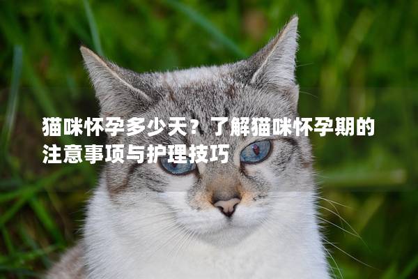 貓咪懷孕多少天？了解貓咪懷孕期的注意事項與護理技巧