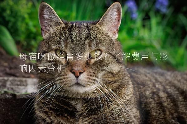母貓咪做絕育多少錢？了解費用與影響因素分析