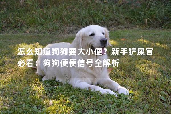 怎么知道狗狗要大小便？新手鏟屎官必看：狗狗便便信號全解析