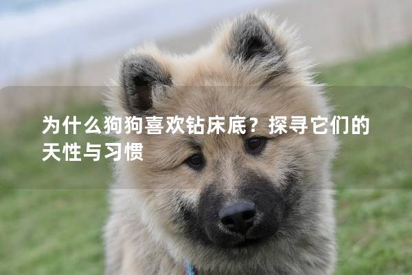 為什么狗狗喜歡鉆床底？探尋它們的天性與習(xí)慣
