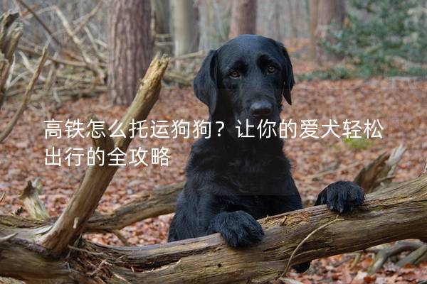 高鐵怎么托運狗狗?讓你的愛犬輕松出行的全攻略 高鐵怎么托運狗狗?讓你的愛犬輕松出行的全攻略