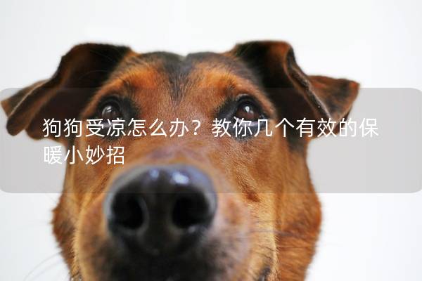 狗狗受涼怎么辦？教你幾個有效的保暖小妙招