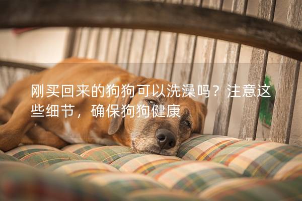 剛買(mǎi)回來(lái)的狗狗可以洗澡嗎？注意這些細(xì)節(jié)，確保狗狗健康