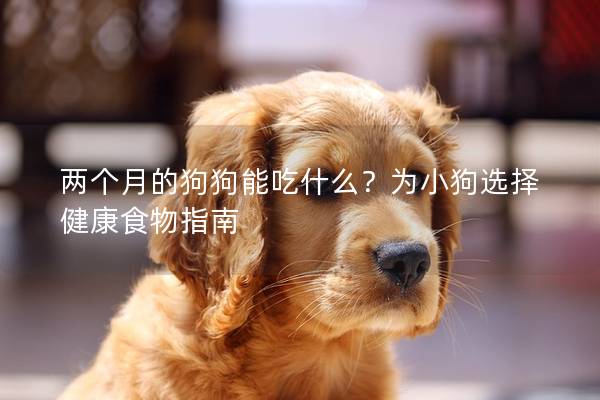 兩個月的狗狗能吃什么？為小狗選擇健康食物指南