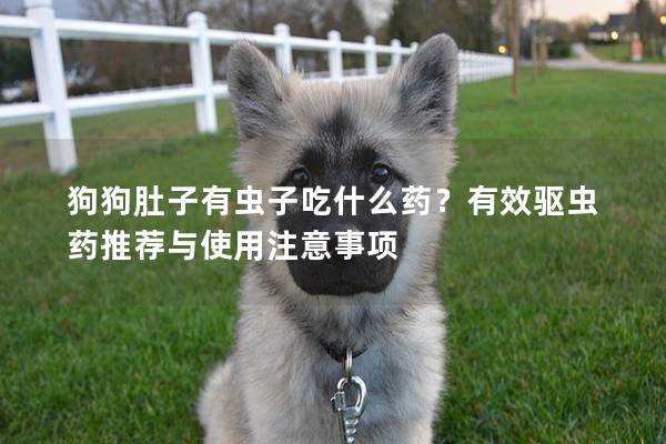 狗狗肚子有蟲子吃什么藥？有效驅蟲藥推薦與使用注意事項