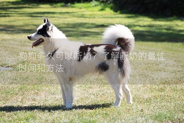 狗狗多久可以斷奶?了解斷奶的最佳時間和方法 狗狗多久可以斷奶?了解斷奶的最佳時間和方法