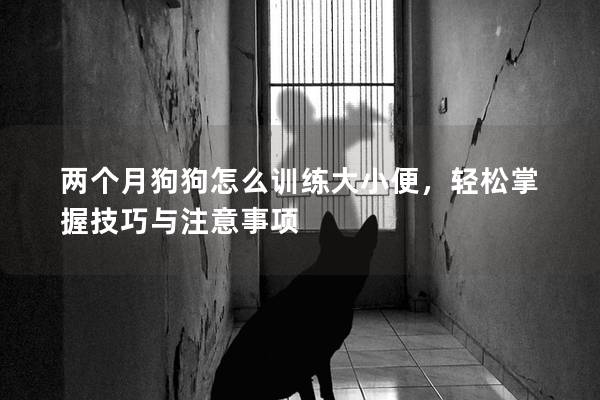 兩個月狗狗怎么訓練大小便，輕松掌握技巧與注意事項
