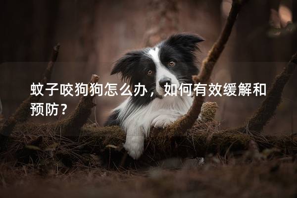 蚊子咬狗狗怎么辦，如何有效緩解和預防？