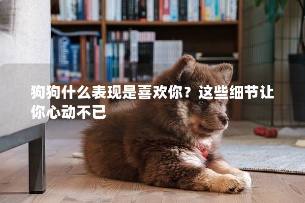 狗狗什么表現是喜歡你？這些細節讓你心動不已