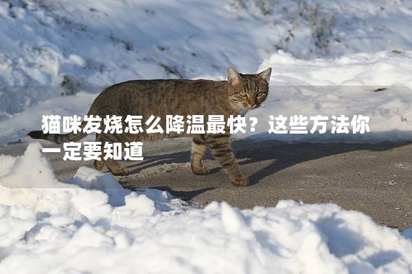 貓咪發燒怎么降溫最快？這些方法你一定要知道