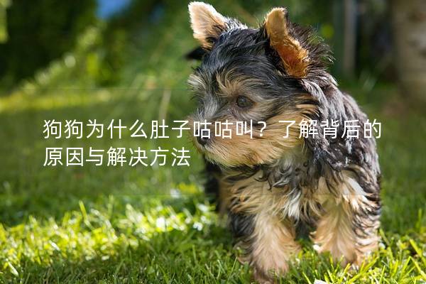 狗狗為什么肚子咕咕叫？了解背后的原因與解決方法