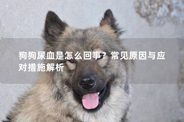 狗狗尿血是怎么回事？常見原因與應(yīng)對措施解析