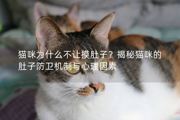 貓咪為什么不讓摸肚子？揭秘貓咪的肚子防衛機制與心理因素
