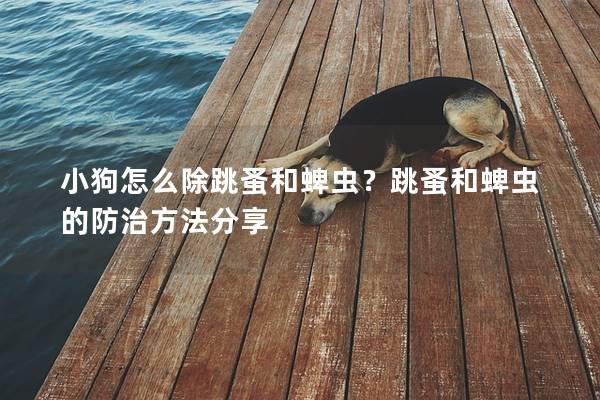小狗怎么除跳蚤和蜱蟲?跳蚤和蜱蟲的防治方法分享 小狗怎么除跳蚤和蜱蟲?跳蚤和蜱蟲的防治方法分享