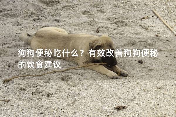 狗狗便秘吃什么？有效改善狗狗便秘的飲食建議