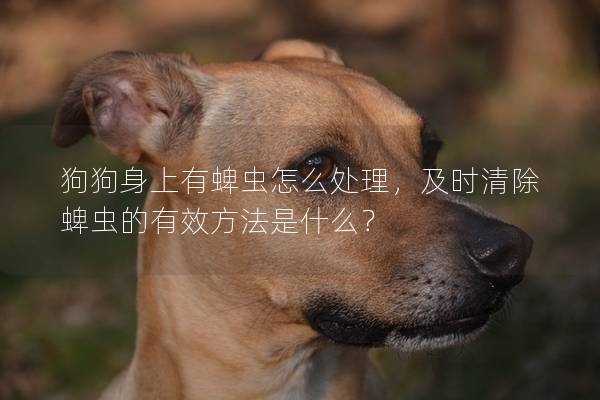 狗狗身上有蜱蟲怎么處理，及時清除蜱蟲的有效方法是什么？