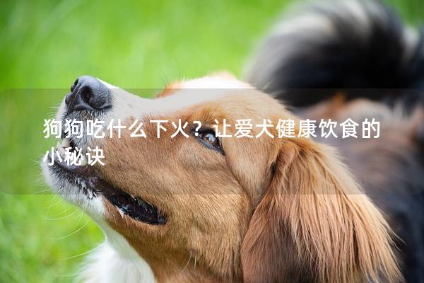 狗狗吃什么下火？讓愛犬健康飲食的小秘訣