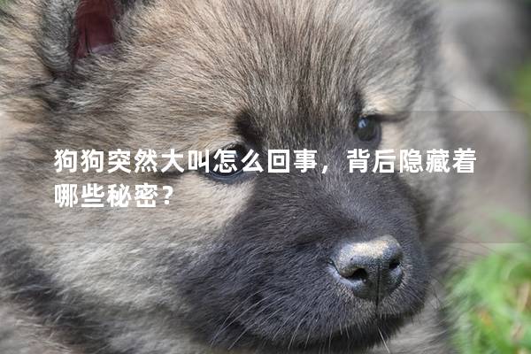 狗狗突然大叫怎么回事,背后隱藏著哪些秘密? 狗狗突然大叫怎么回事,背后隱藏著哪些秘密?