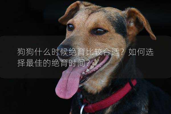 狗狗什么時候絕育比較合適？如何選擇最佳的絕育時間？