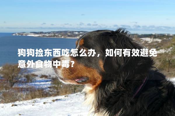 狗狗撿東西吃怎么辦,如何有效避免意外食物中毒? 狗狗撿東西吃怎么辦,如何有效避免意外食物中毒?