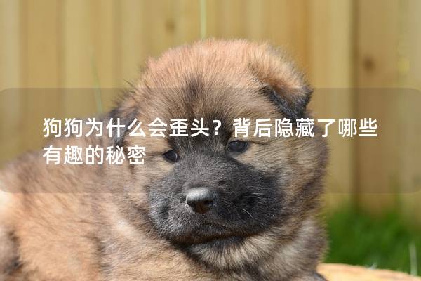 狗狗為什么會歪頭？背后隱藏了哪些有趣的秘密