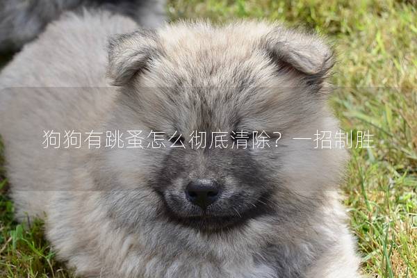 狗狗有跳蚤怎么徹底清除？一招制勝