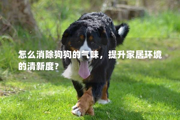 怎么消除狗狗的氣味，提升家居環(huán)境的清新度？