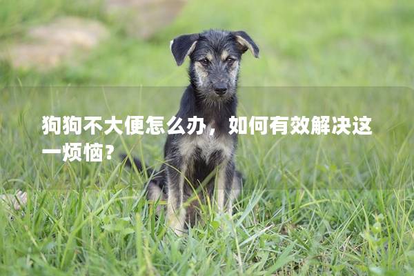 狗狗不大便怎么辦,如何有效解決這一煩惱? 狗狗不大便怎么辦,如何有效解決這一煩惱?