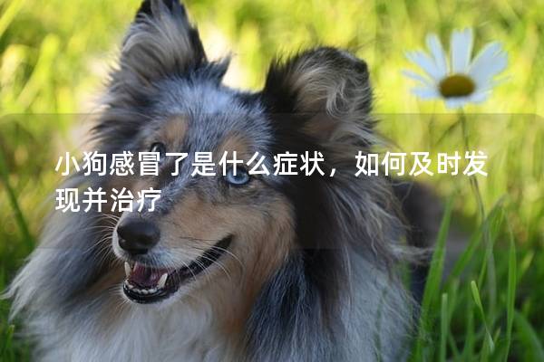小狗感冒了是什么癥狀，如何及時發(fā)現(xiàn)并治療