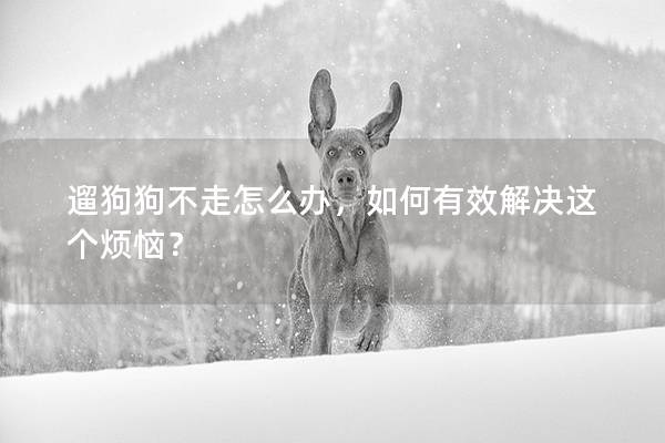 遛狗狗不走怎么辦，如何有效解決這個煩惱？