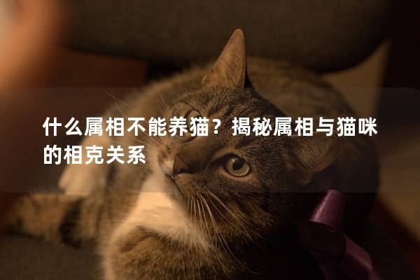 什么屬相不能養貓？揭秘屬相與貓咪的相克關系