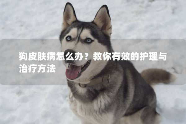 狗皮膚病怎么辦？教你有效的護理與治療方法