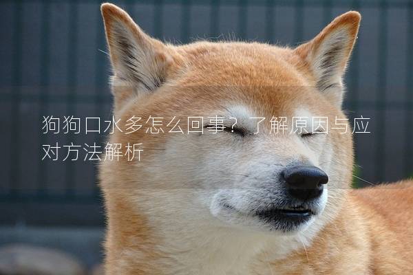 狗狗口水多怎么回事？了解原因與應對方法解析