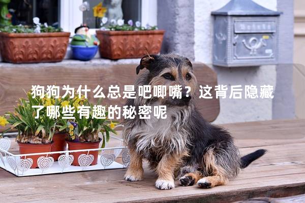 狗狗為什么總是吧唧嘴？這背后隱藏了哪些有趣的秘密呢