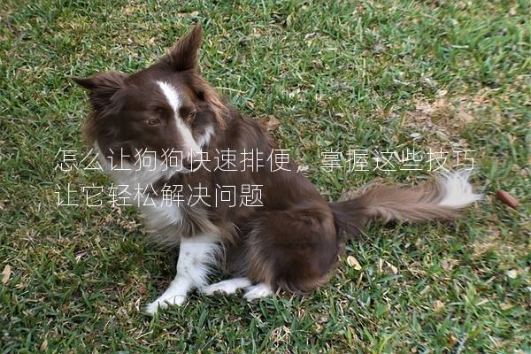 怎么讓狗狗快速排便，掌握這些技巧讓它輕松解決問題