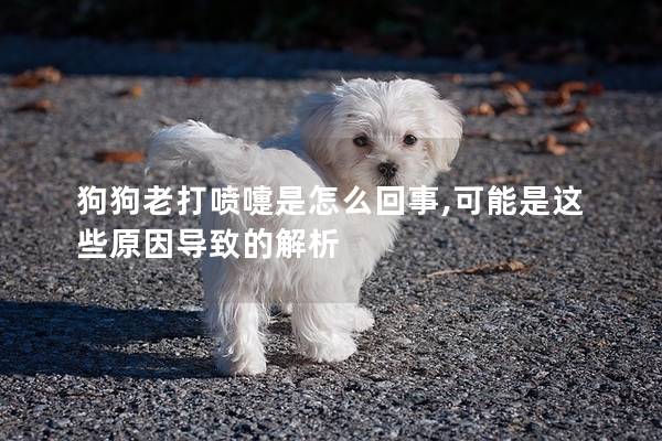 狗狗老打噴嚏是怎么回事,可能是這些原因導致的解析