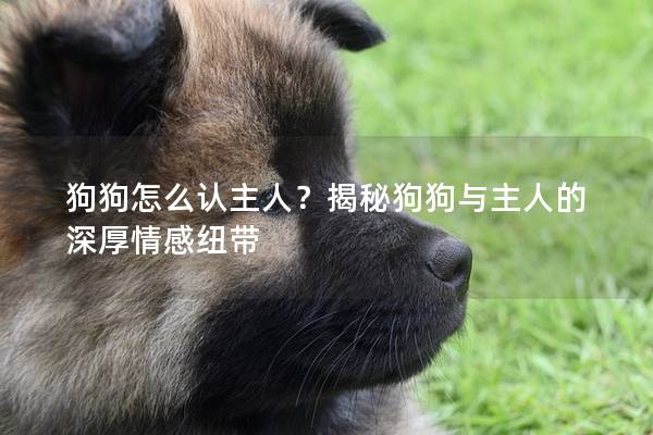 狗狗怎么認(rèn)主人?揭秘狗狗與主人的深厚情感紐帶 狗狗怎么認(rèn)主人?揭秘狗狗與主人的深厚情感紐帶