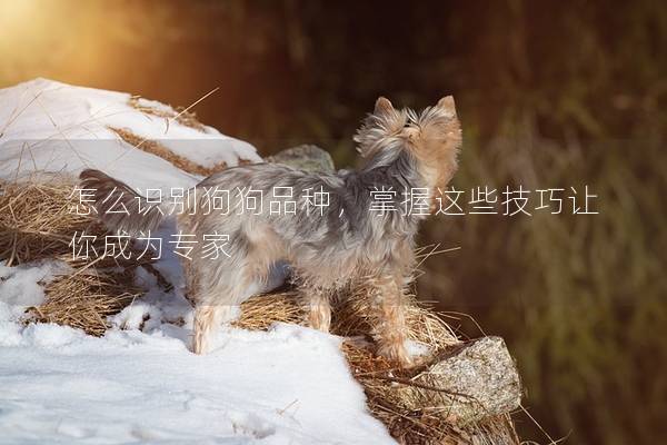怎么識別狗狗品種，掌握這些技巧讓你成為專家