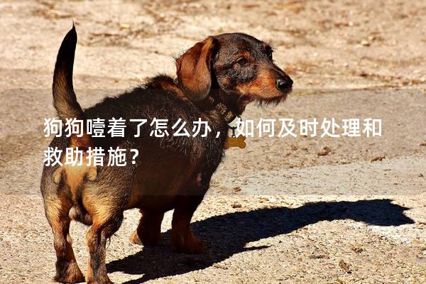 狗狗噎著了怎么辦，如何及時處理和救助措施？