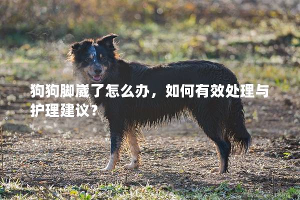 狗狗腳崴了怎么辦，如何有效處理與護理建議？