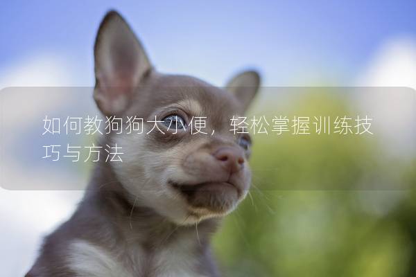 如何教狗狗大小便，輕松掌握訓練技巧與方法