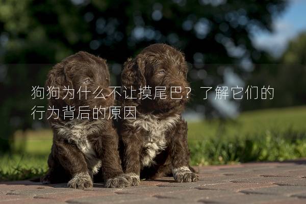 狗狗為什么不讓摸尾巴？了解它們的行為背后的原因