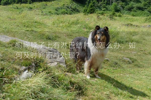 狗狗脖子上有淋巴結腫大怎么辦，如何及時判斷與處理？