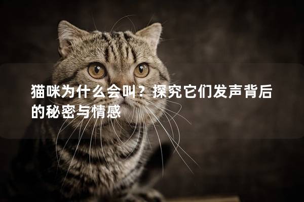 貓咪為什么會叫？探究它們發聲背后的秘密與情感