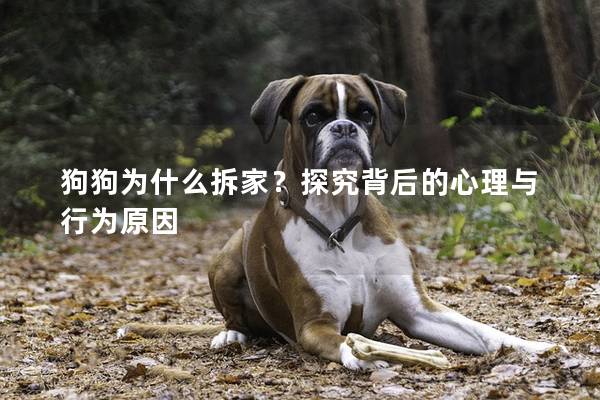狗狗為什么拆家？探究背后的心理與行為原因
