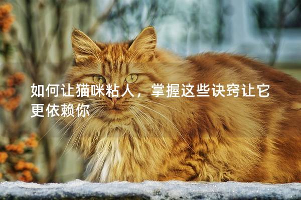 如何讓貓咪粘人，掌握這些訣竅讓它更依賴你