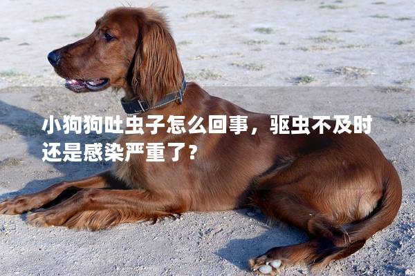 小狗狗吐蟲子怎么回事，驅蟲不及時還是感染嚴重了？