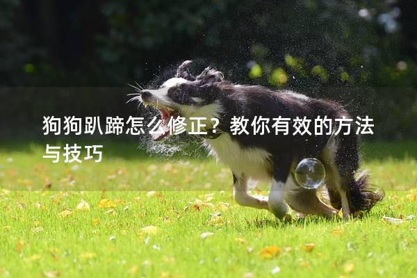 狗狗趴蹄怎么修正？教你有效的方法與技巧