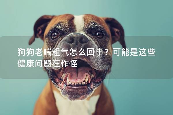 狗狗老喘粗氣怎么回事？可能是這些健康問題在作怪